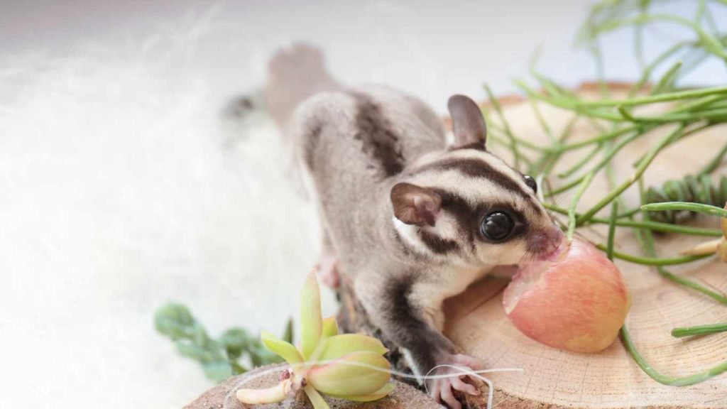 How Much Do Sugar Gliders Cost? A Comprehensive Guide to Expenses