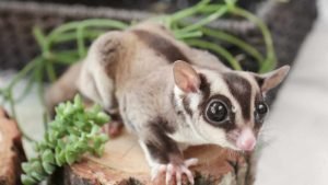 How Much Do Sugar Gliders Cost? A Comprehensive Guide to Expenses