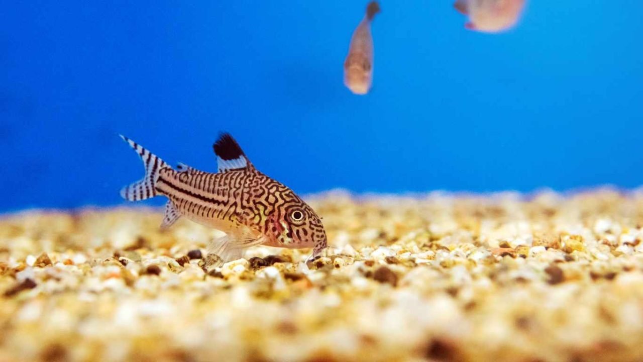 How Long Do Corydoras Live? Exploring Lifespan and Care Tips