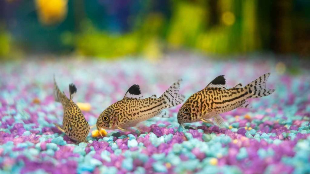 How Long Do Corydoras Live? Exploring Lifespan and Care Tips