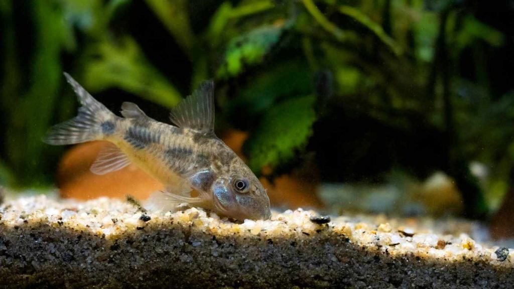 How Long Do Corydoras Live? Exploring Lifespan and Care Tips