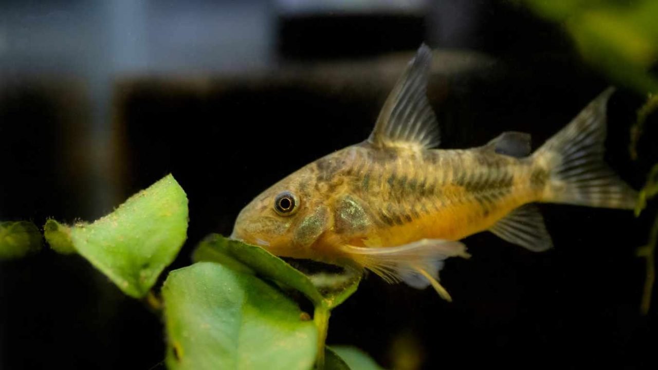 How Long Do Corydoras Live? Exploring Lifespan and Care Tips