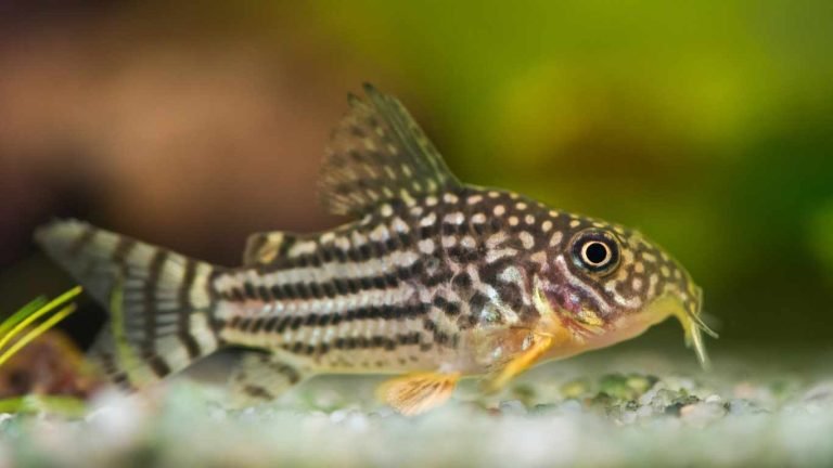 How Long Do Corydoras Live