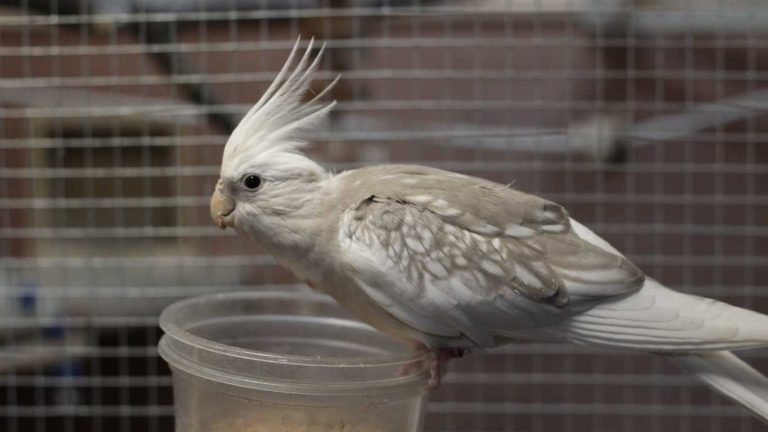 White Faced Cockatiel