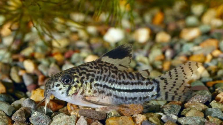 Julii Cory Catfish