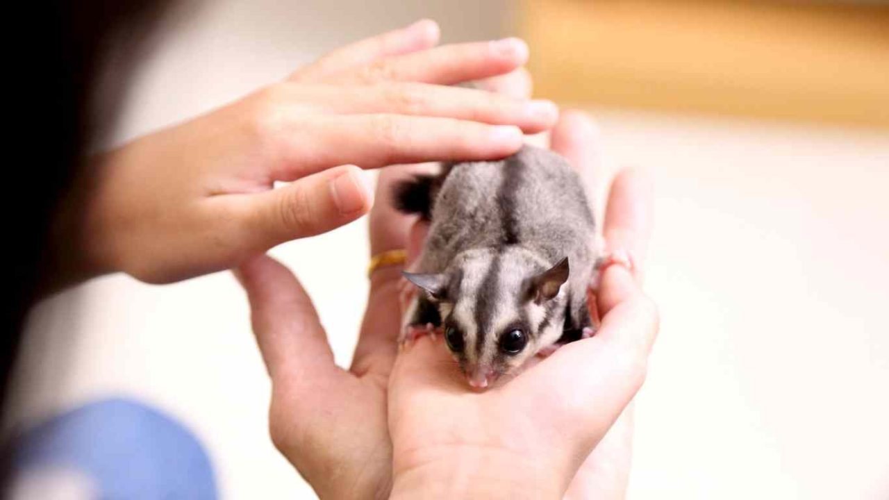 do sugar gliders bite