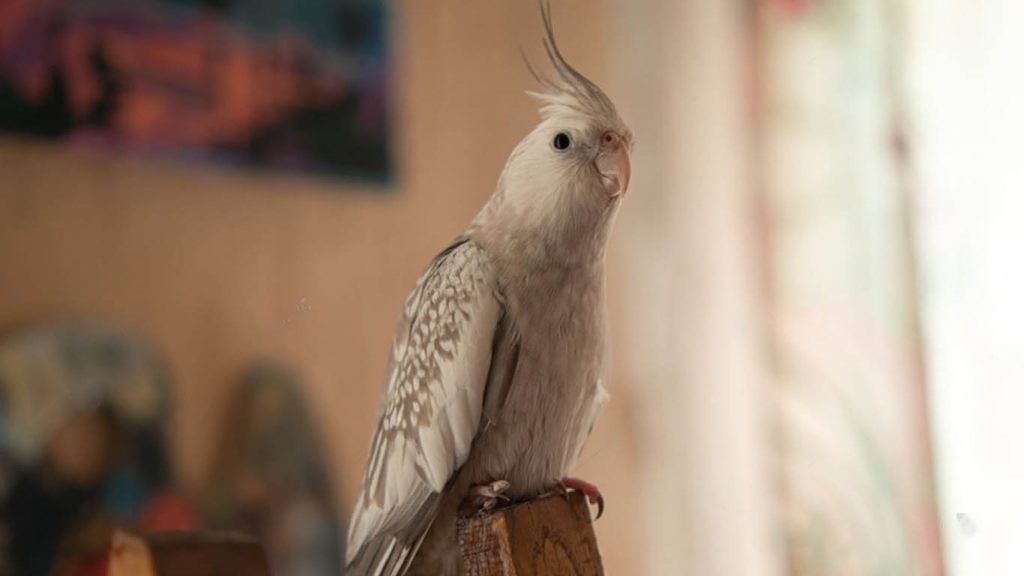 White Faced Cockatiel Care And Personality Traits