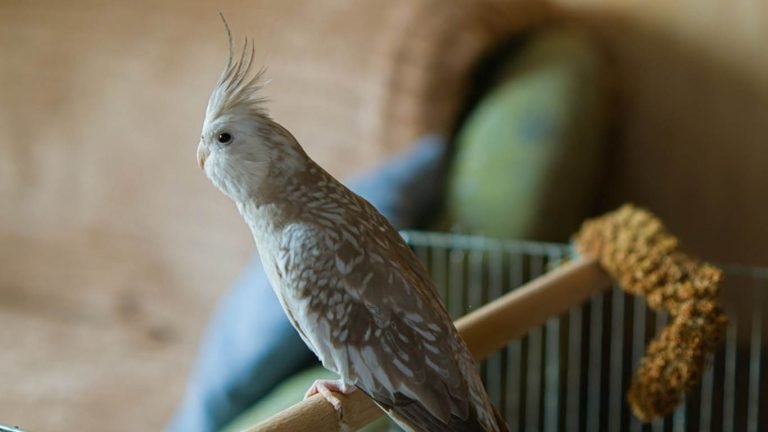 White Faced Cockatiel Care And Personality Traits