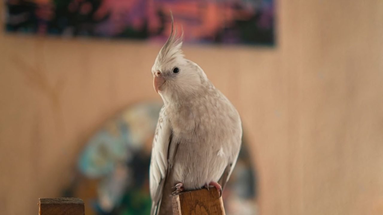 White Faced Cockatiel Care And Personality Traits