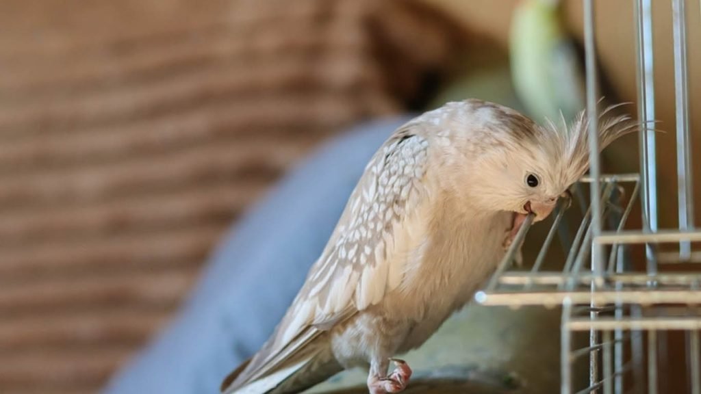 White Faced Cockatiel Care And Personality Traits