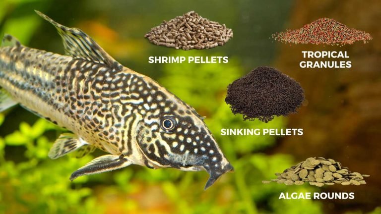 What Do Corydoras Eat