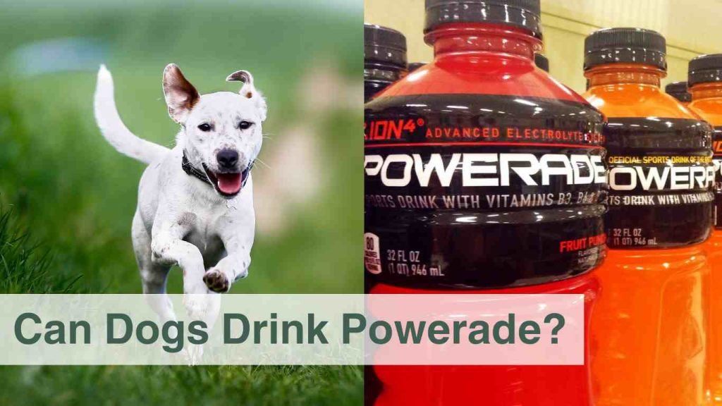 Can Dogs Drink Powerade