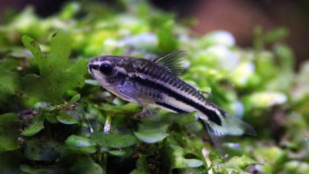 Pygmy Corydoras with Betta: Ideal Tank Mates?