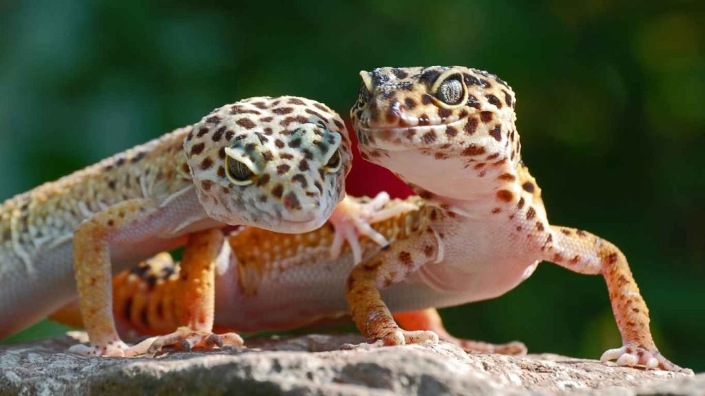 Leopard Gecko Lifespan