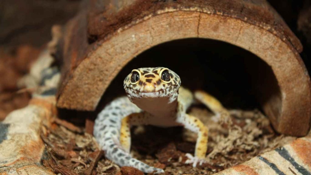 Leopard Gecko Habitat