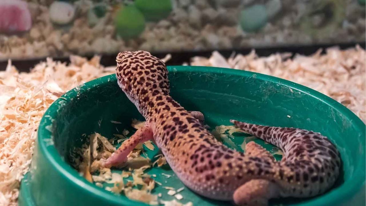 Image showcasing Leopard Gecko Calcium, Vitamins: What Supplements to Use?
