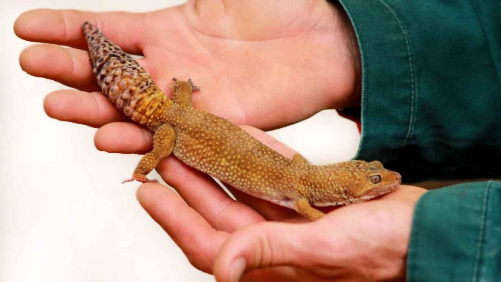 Leopard Gecko Training