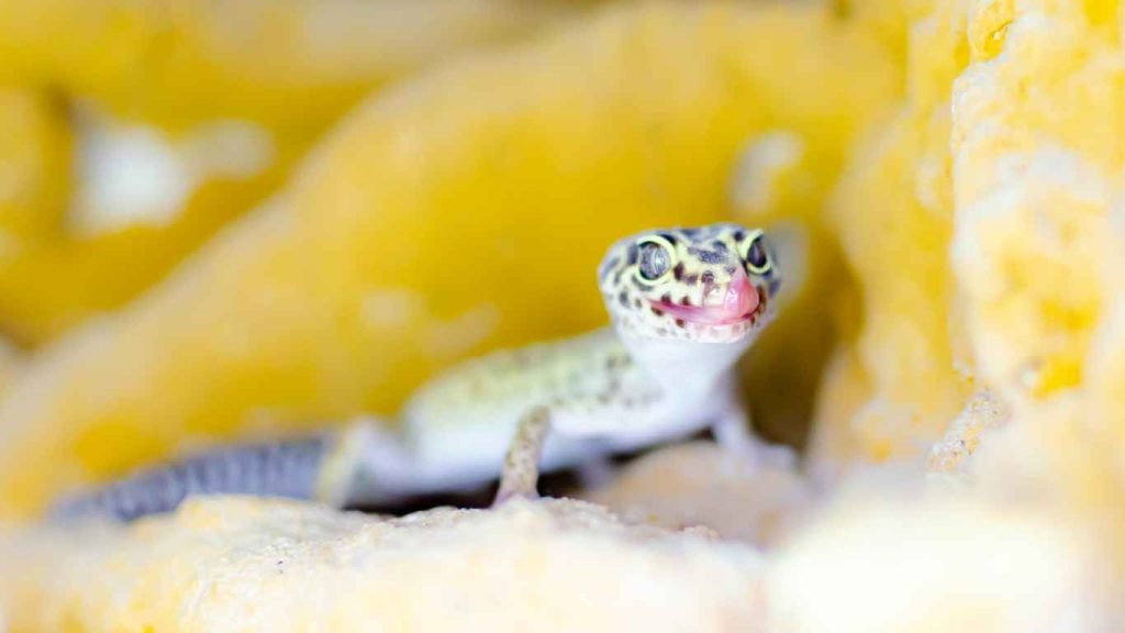 leopard gecko veterinary care