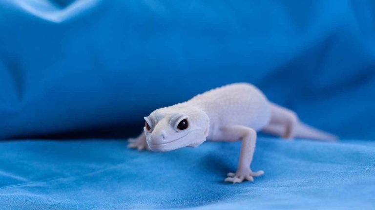 albino leopard gecko