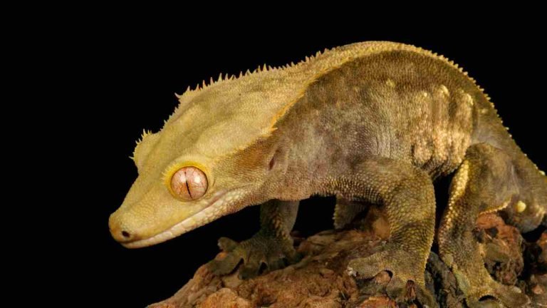 crested gecko morphs