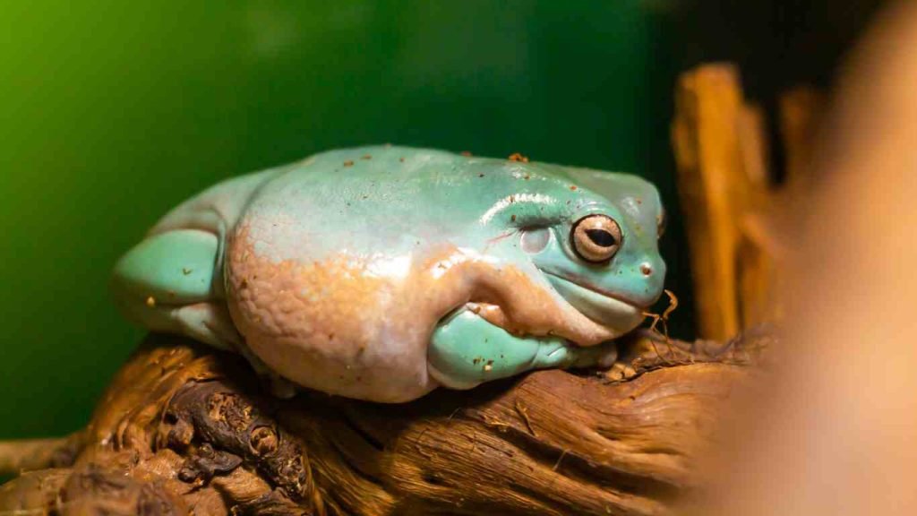 Australian Green Tree Frog Pet