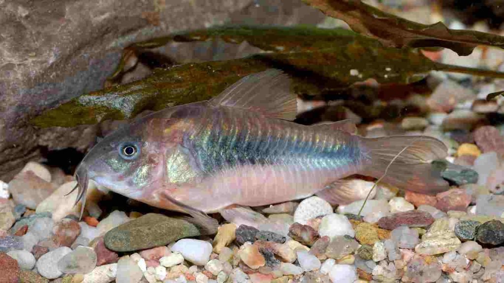 Breeding Guide: How to Breed Corydoras Easily