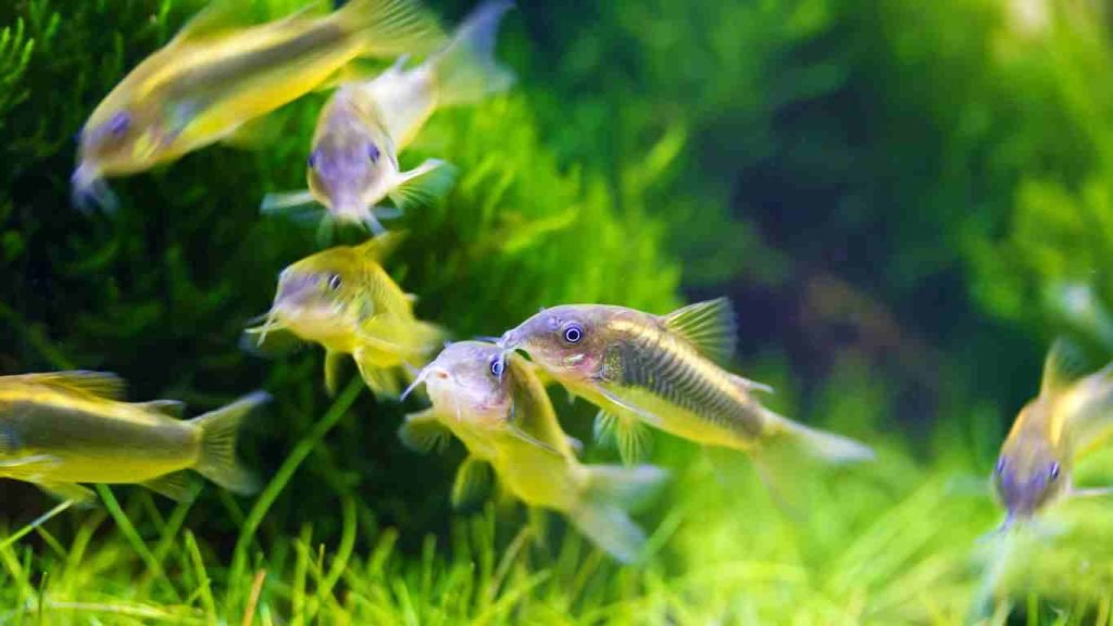how to Breed Corydoras