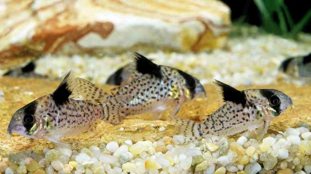 Breeding Guide How To Breed Corydoras Easily Breeding Guide How To Breed Corydoras Easily
