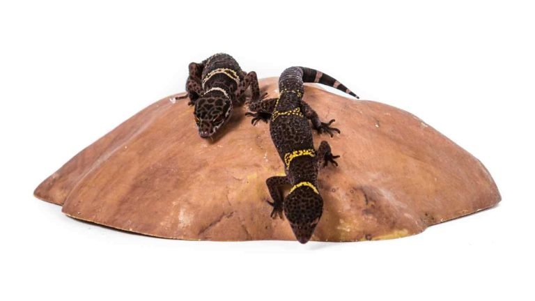 chinese cave gecko