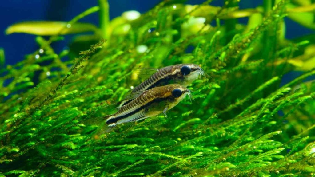 how many pygmy corydoras in a 10 gallon