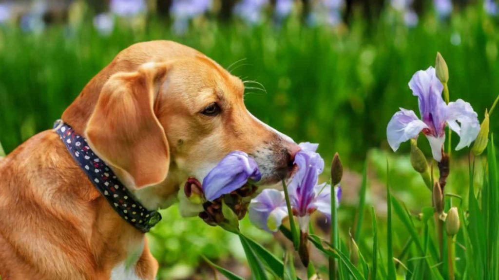 Are Irises Poisonous to Dogs