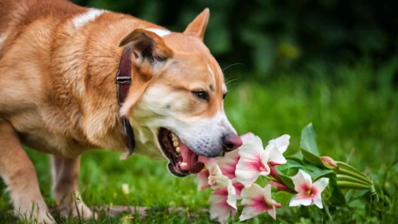 Are Gladiolus Poisonous to Dogs? Unveiling the Risks and Safety Measures