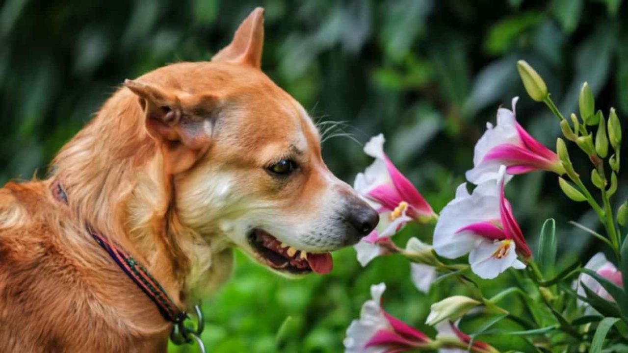 Are Gladiolus Poisonous to Dogs? Unveiling the Risks and Safety Measures