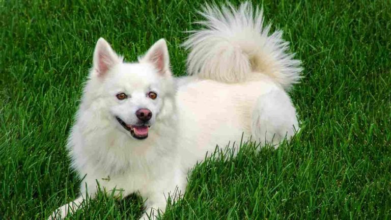 American Eskimo Dog Breeders – Trusted Choices
