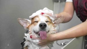 aggressive dog grooming