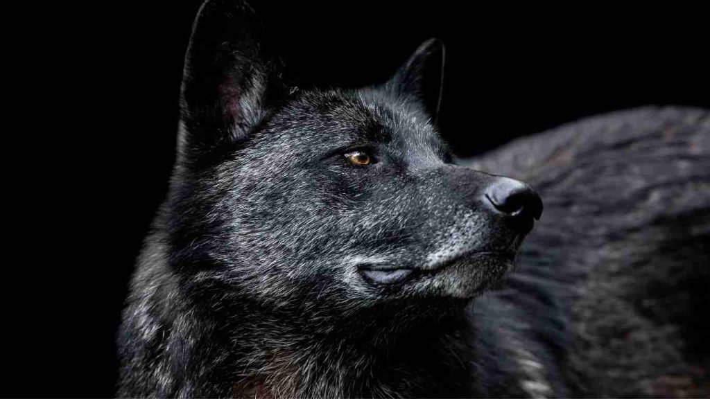 black wolf dog breeders