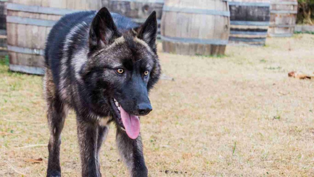 black wolf dog breeders