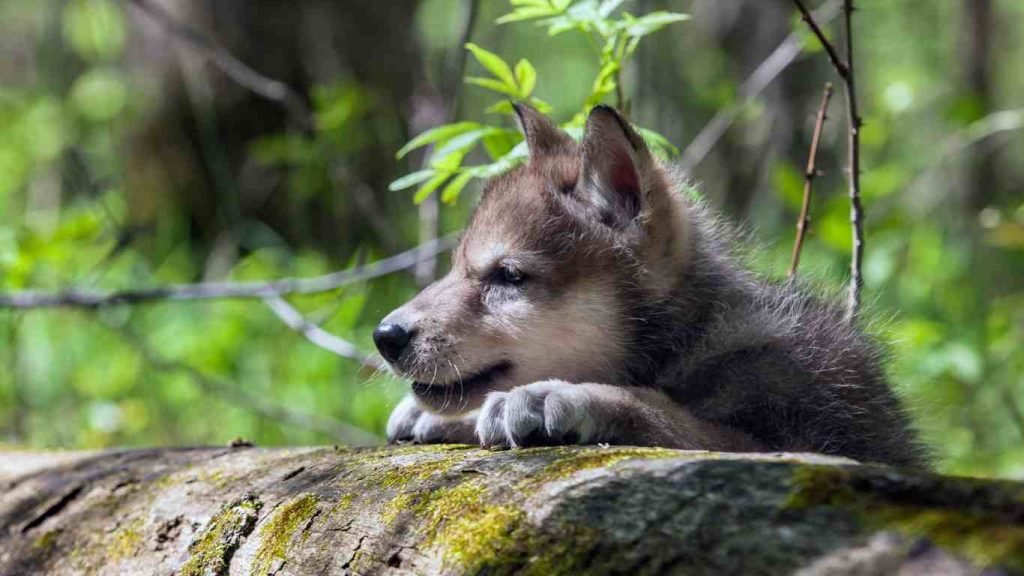 black wolf dog breeders