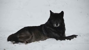 black wolf dog breeders