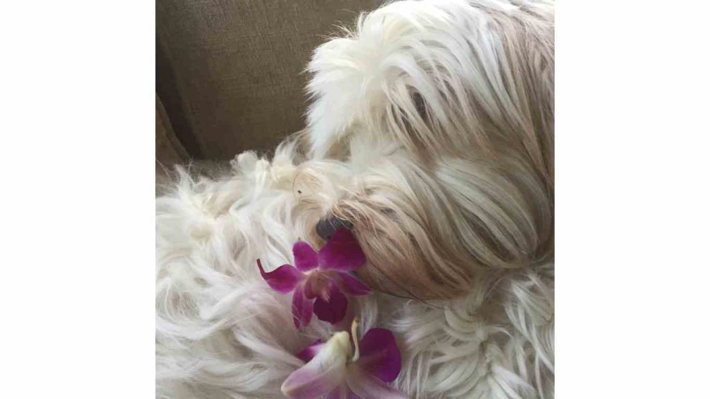 are orchids harmful to dogs