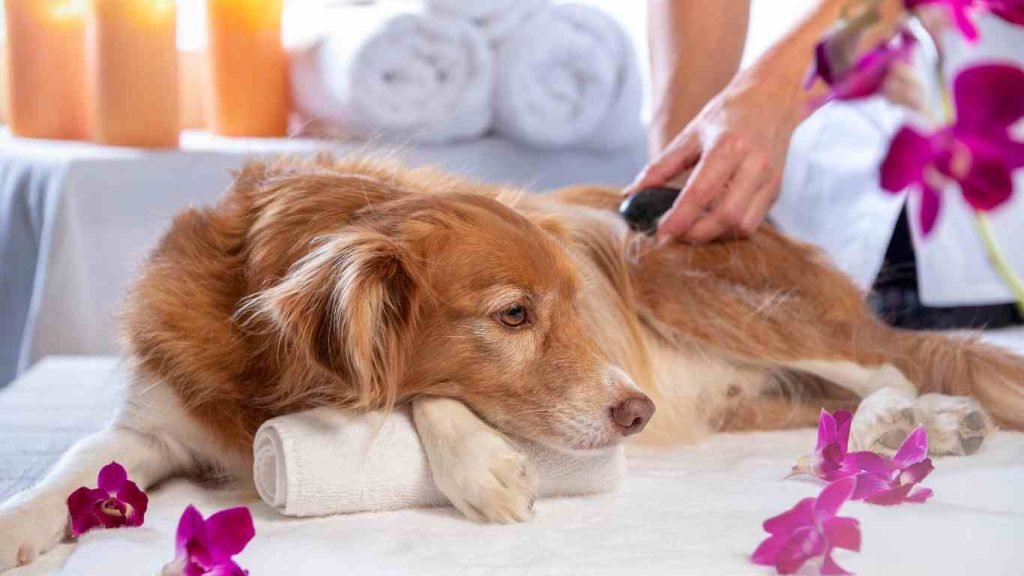 are orchids harmful to dogs