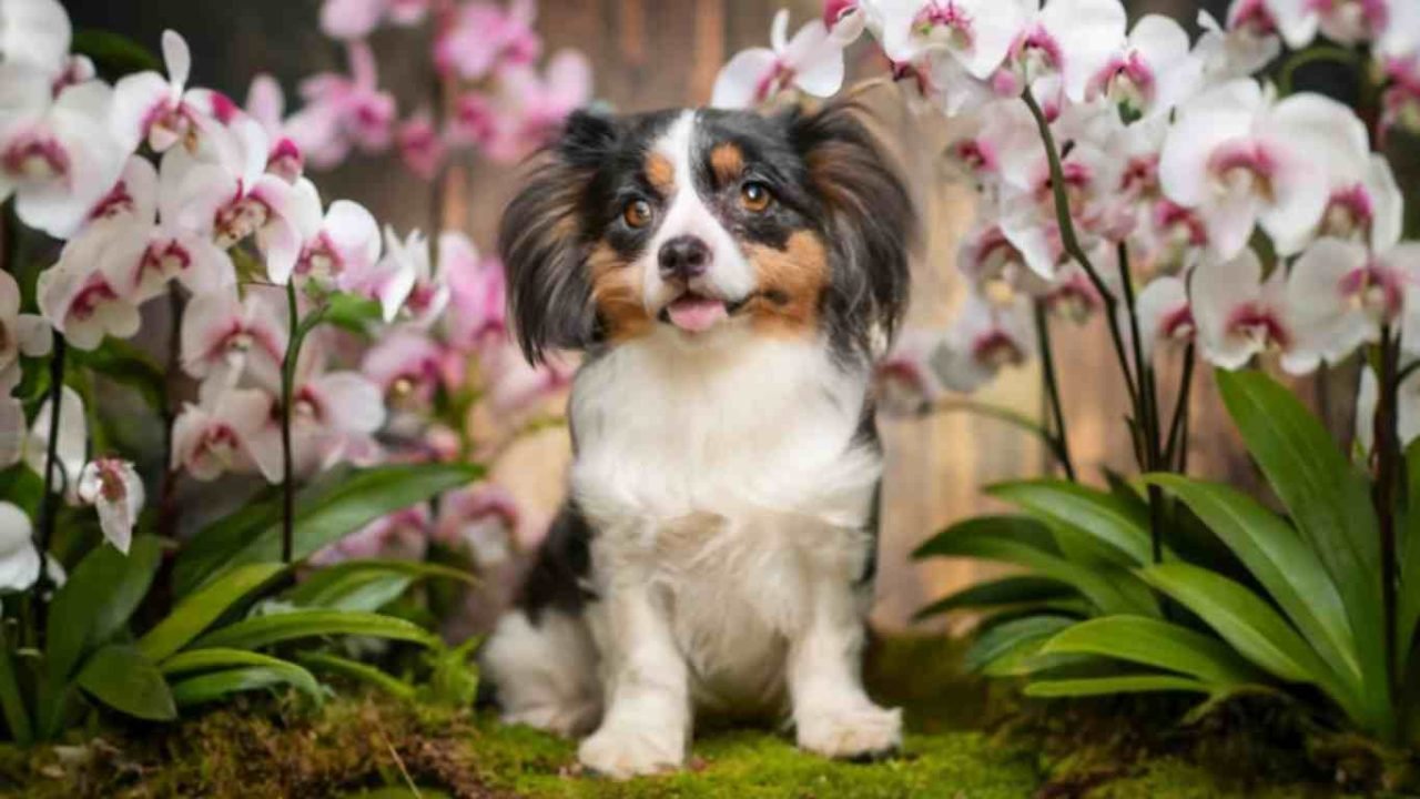 Are Orchids Harmful to Dogs? A Comprehensive Pet Safety Guide