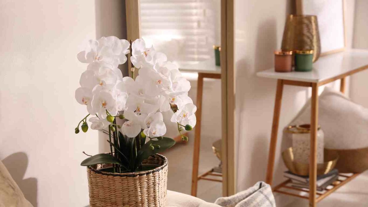Are Orchids Harmful to Dogs? A Comprehensive Pet Safety Guide
