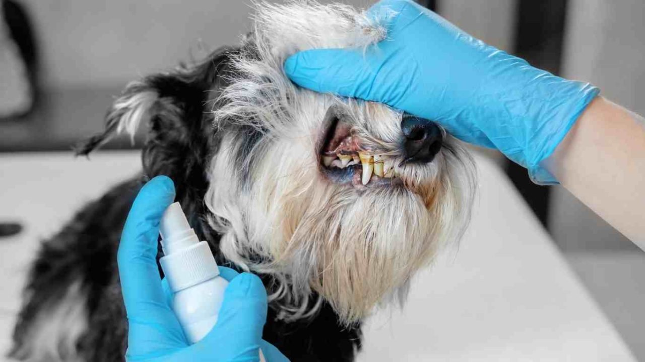 Are Orchids Harmful to Dogs? A Comprehensive Pet Safety Guide