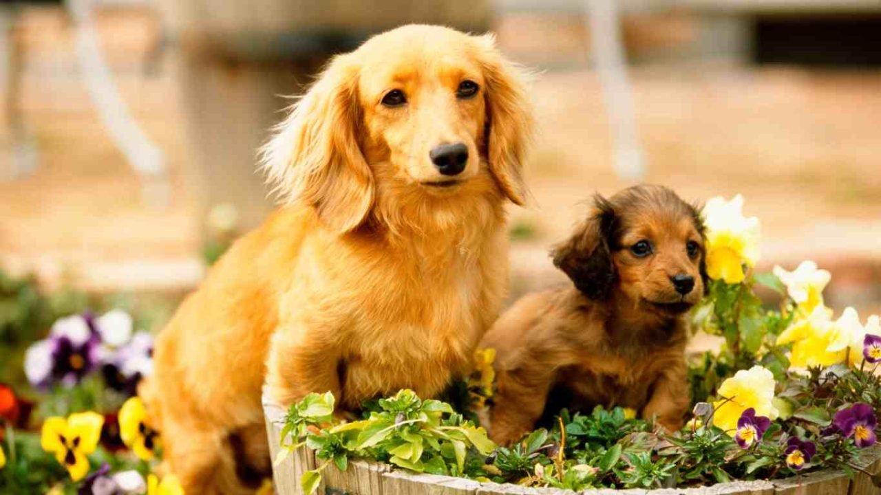 Are Orchids Harmful to Dogs? A Comprehensive Pet Safety Guide