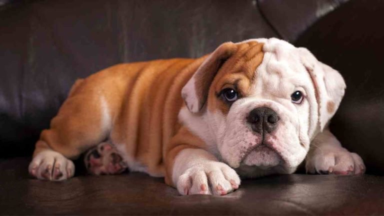 blue mini english bulldog