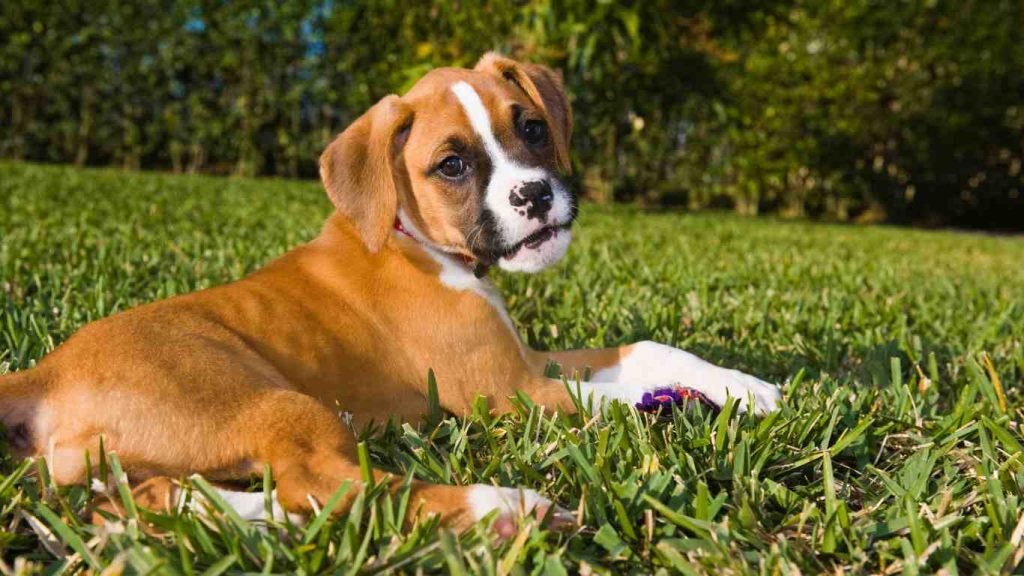 Boxer Weiner Dog Mix