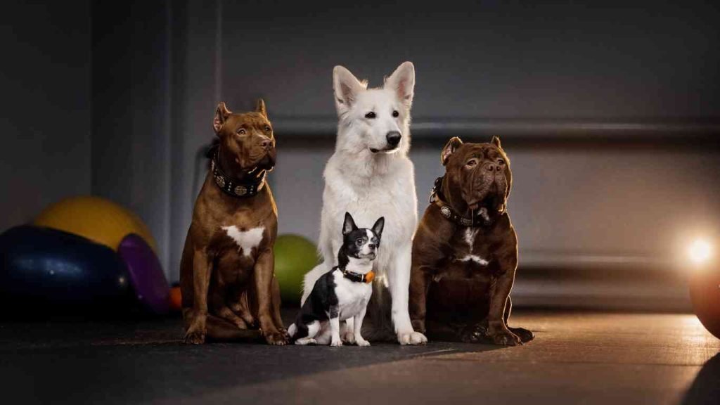 breed of dog beginning with w