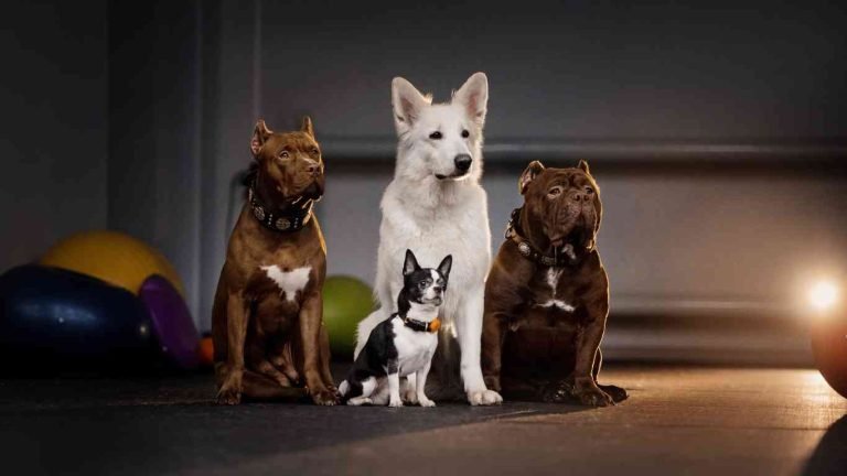breed of dog beginning with w