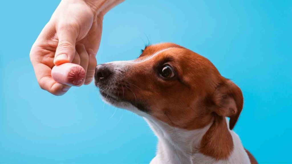 can dogs eat breakfast sausage